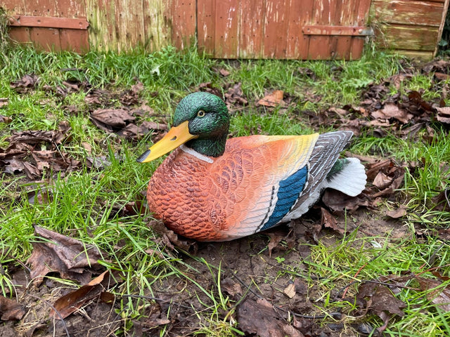 Content Duck - Backyard Bliss
