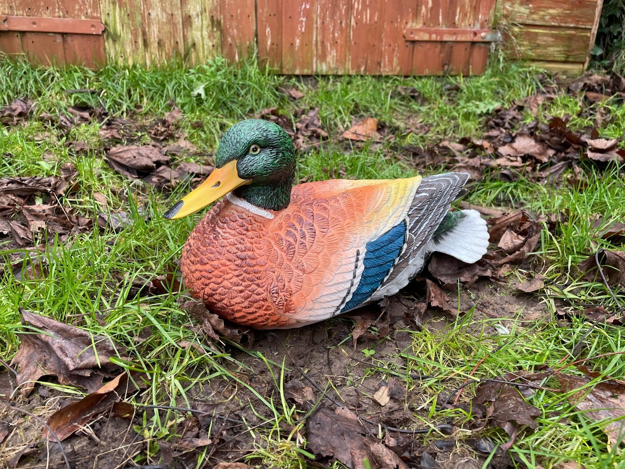 Content Duck - Backyard Bliss