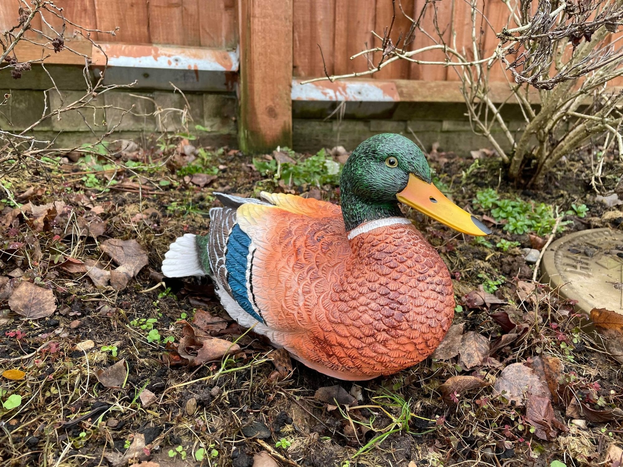 Content Duck - Backyard Bliss