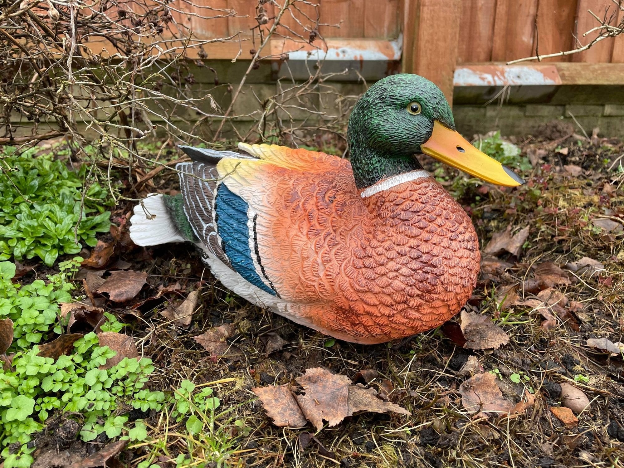 Content Duck - Backyard Bliss