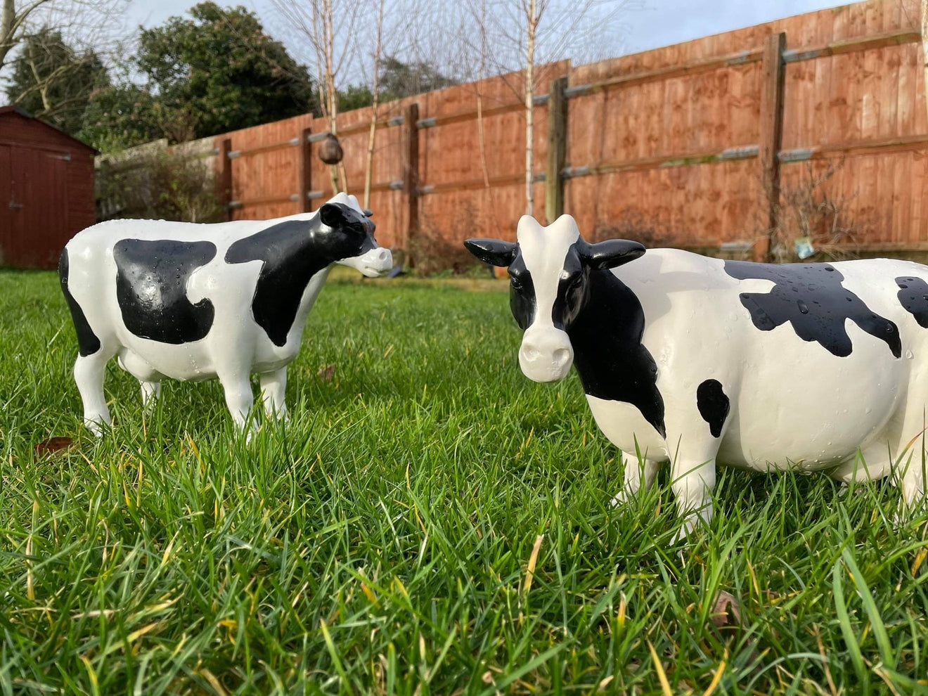 Curvy Cows - Backyard Bliss