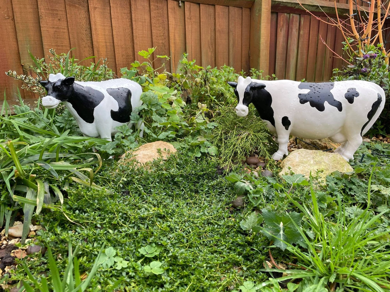 Curvy Cows - Backyard Bliss