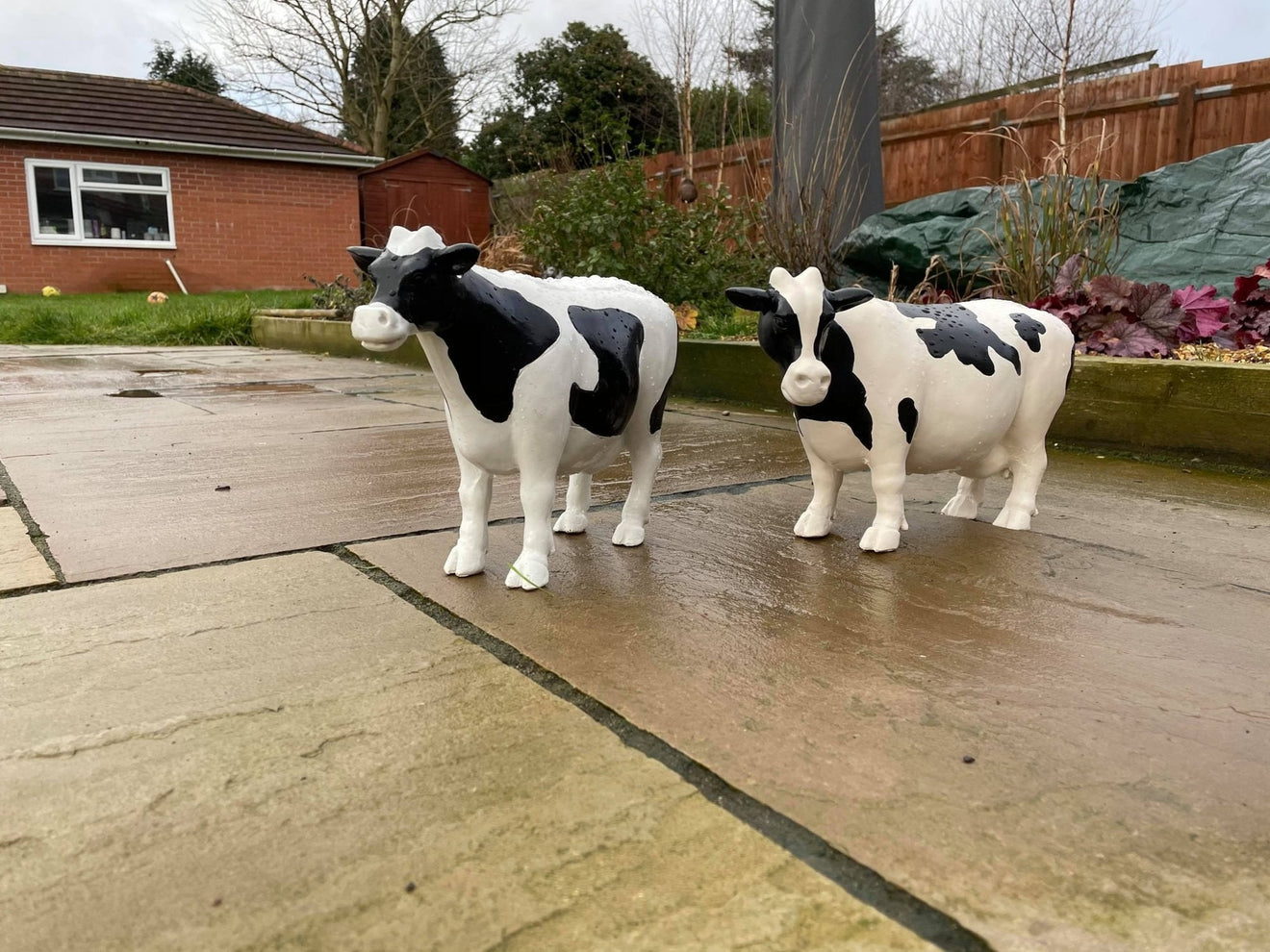 Curvy Cows - Backyard Bliss
