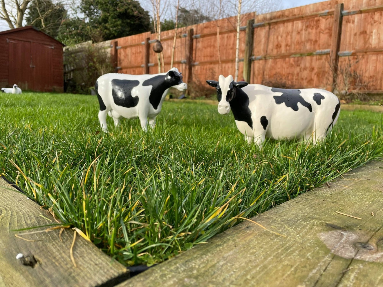 Curvy Cows - Backyard Bliss