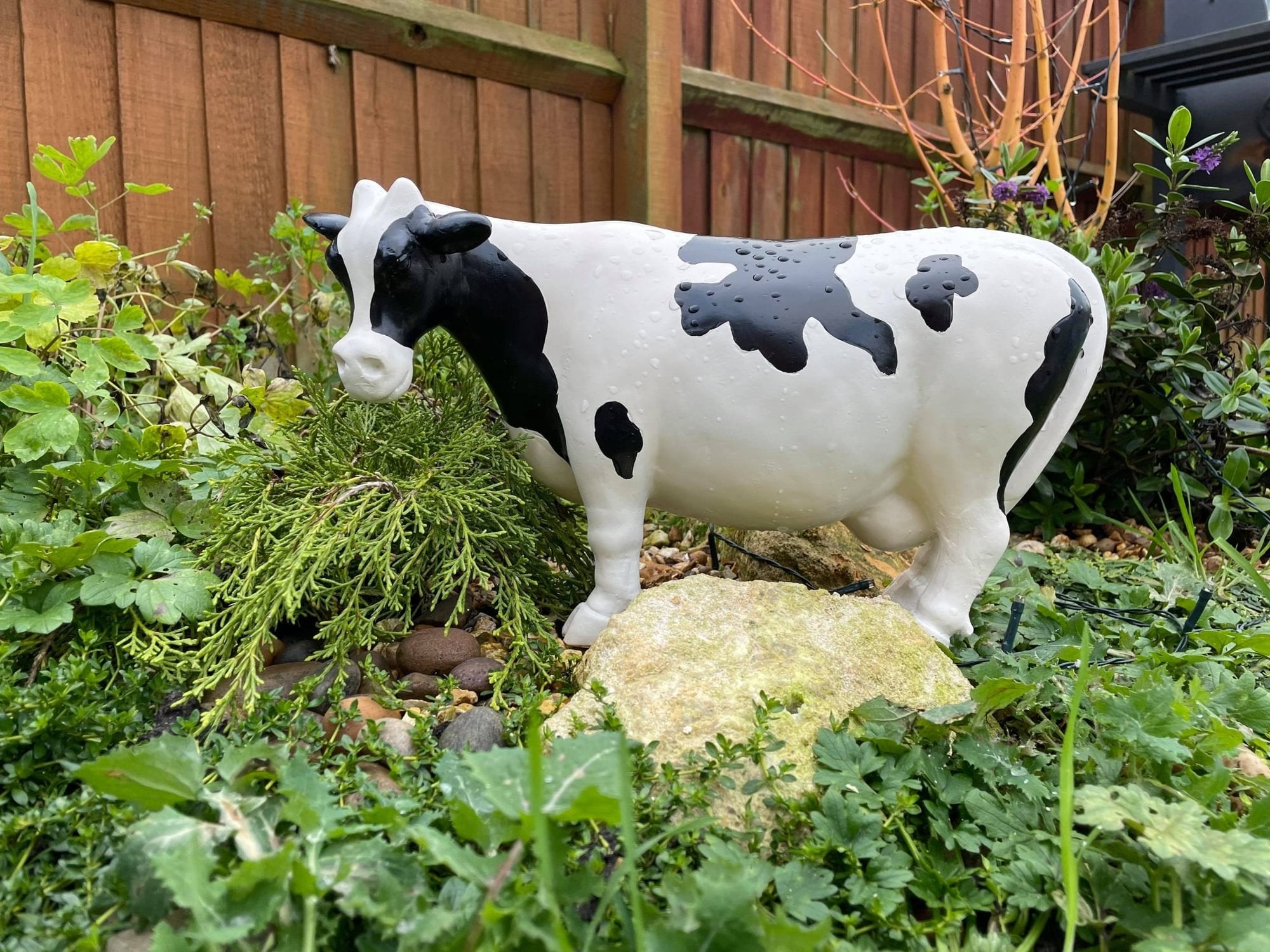 Curvy Cows - Backyard Bliss