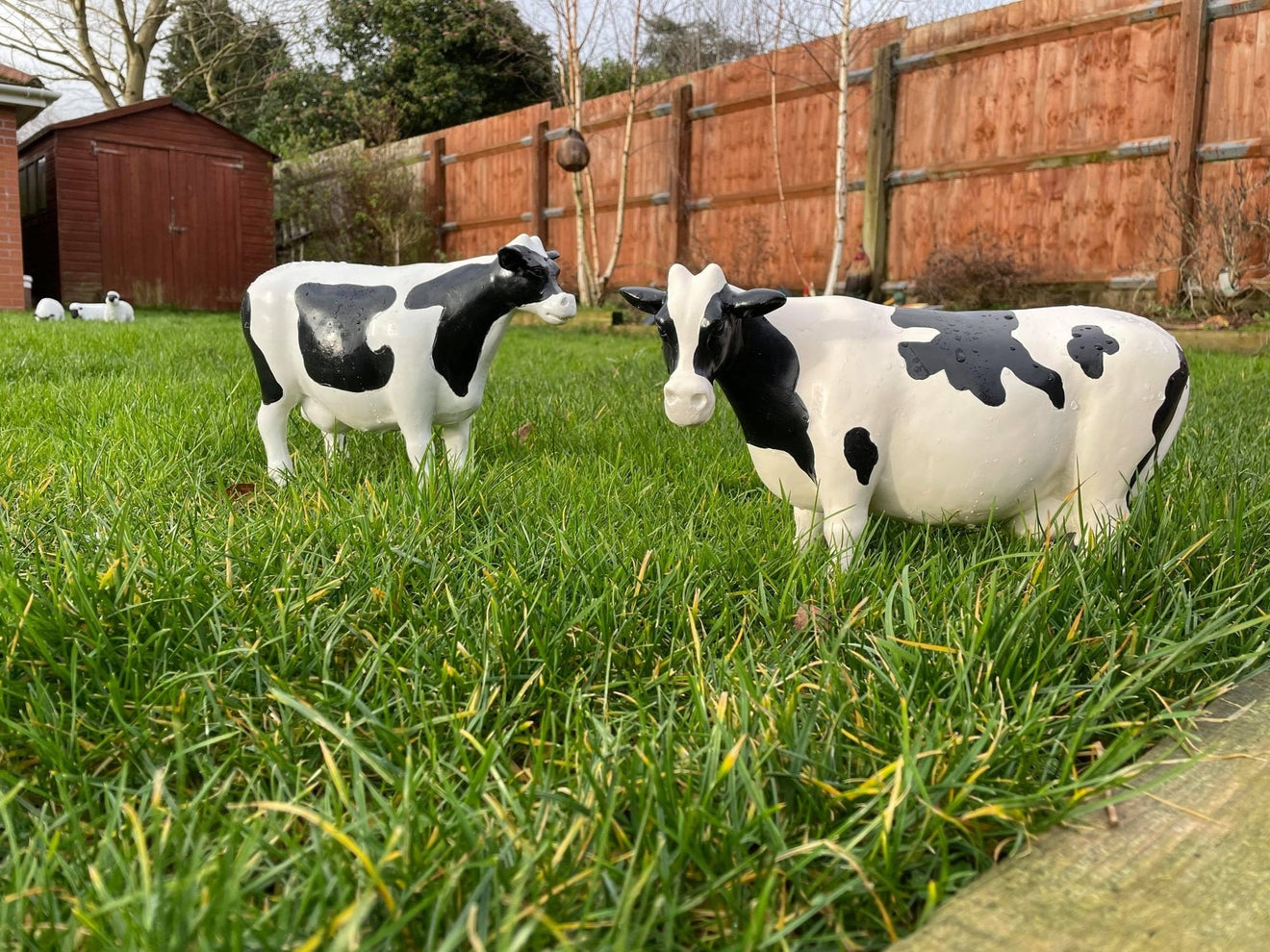 Curvy Cows - Backyard Bliss