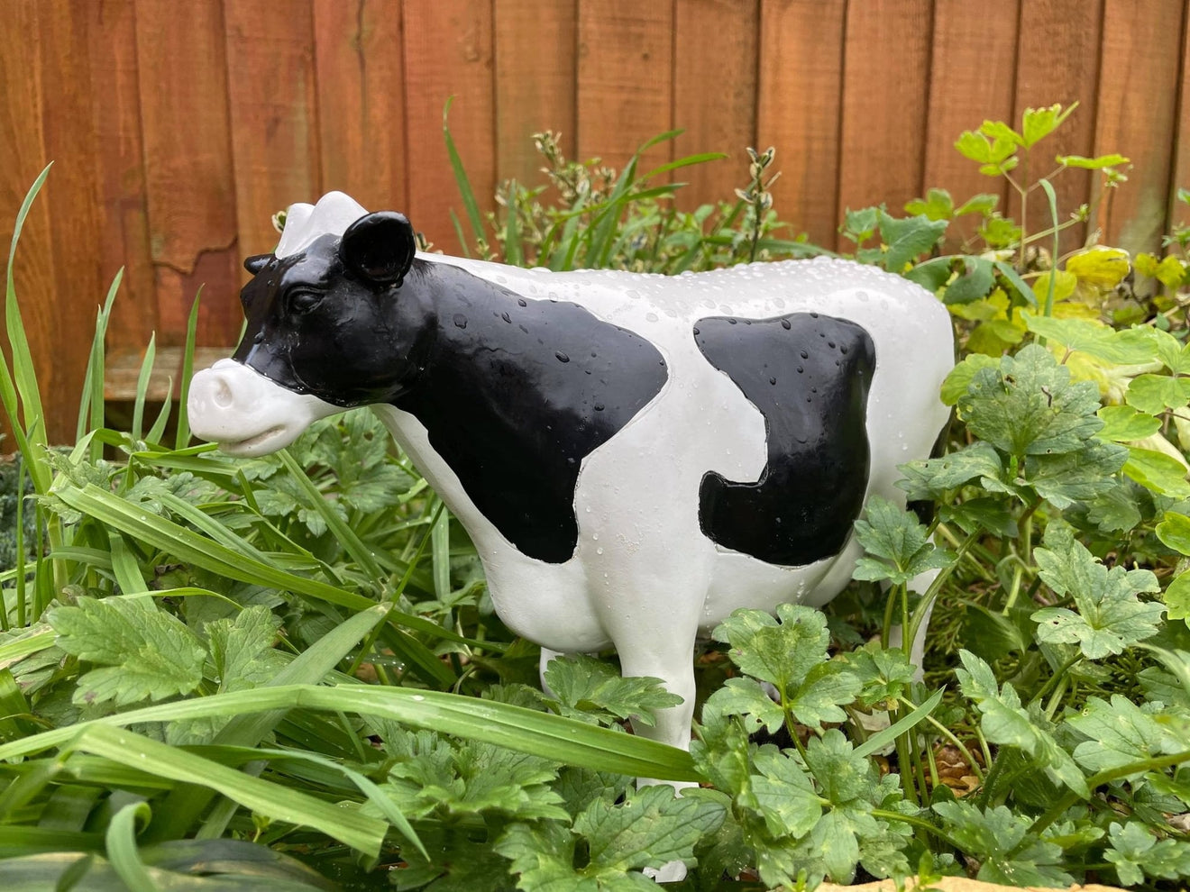 Curvy Cows - Backyard Bliss