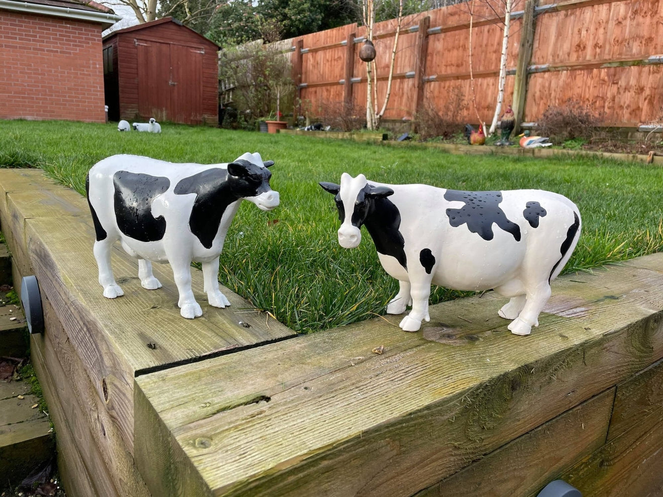 Curvy Cows - Backyard Bliss