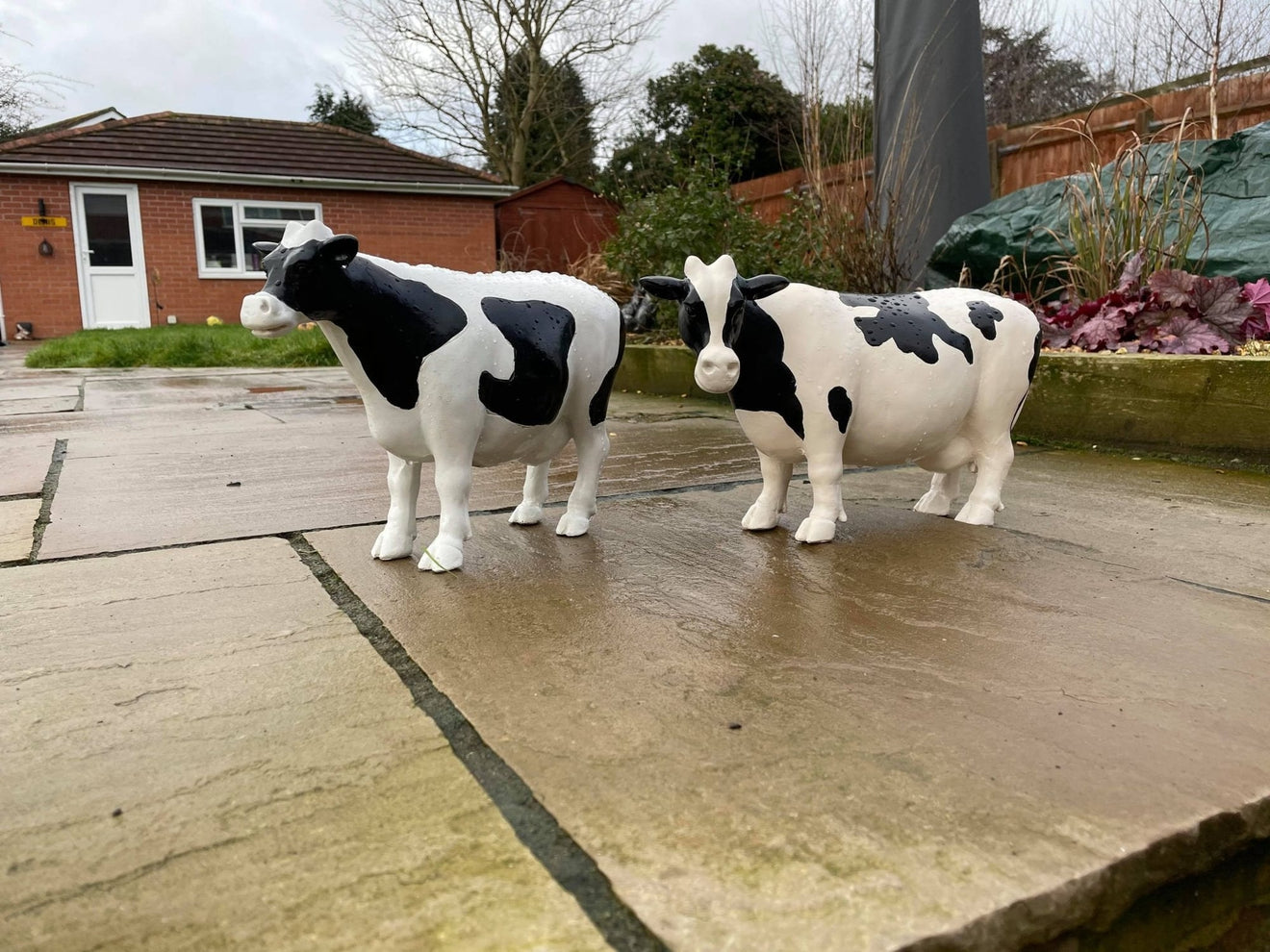 Curvy Cows - Backyard Bliss