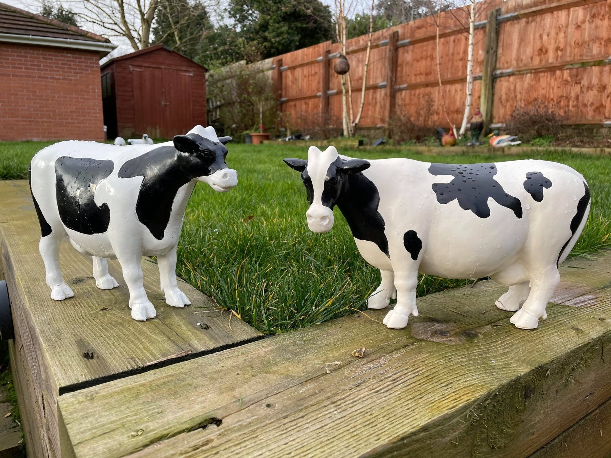 Curvy Cows - Backyard Bliss