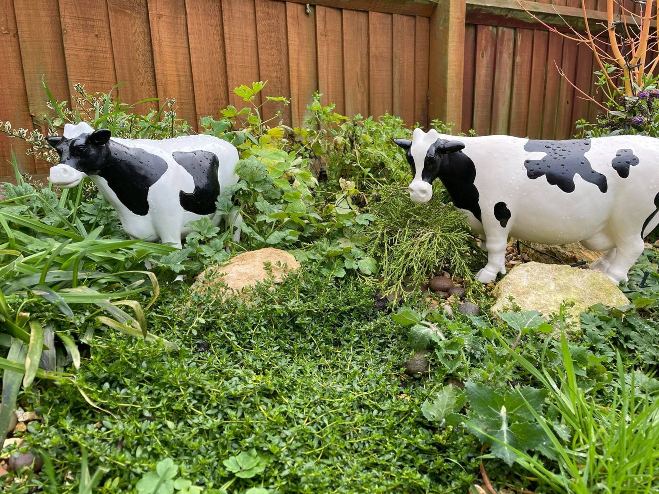 Curvy Cows - Backyard Bliss