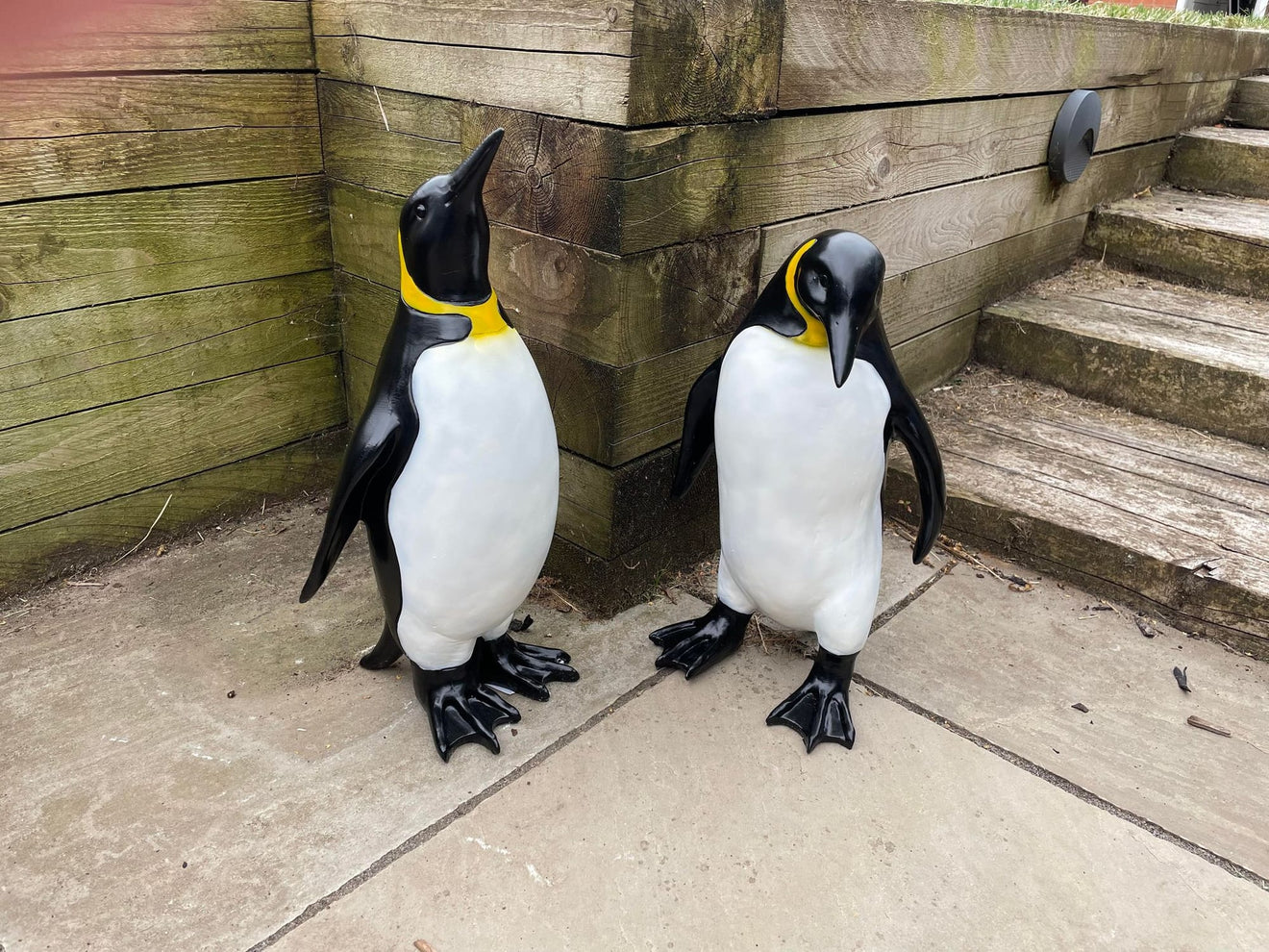 Emperor Penguin's - Backyard Bliss