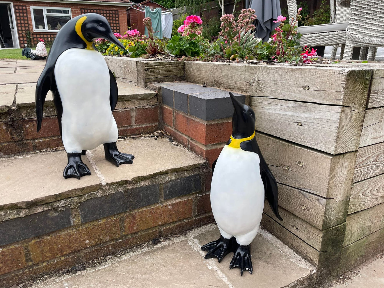 Emperor Penguin's - Backyard Bliss