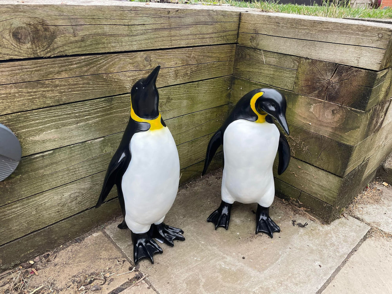 Emperor Penguin's - Backyard Bliss
