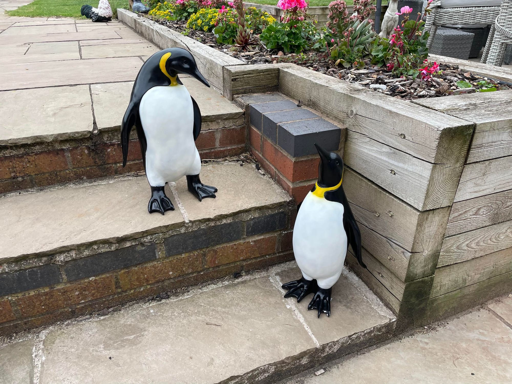 Emperor Penguin's - Backyard Bliss