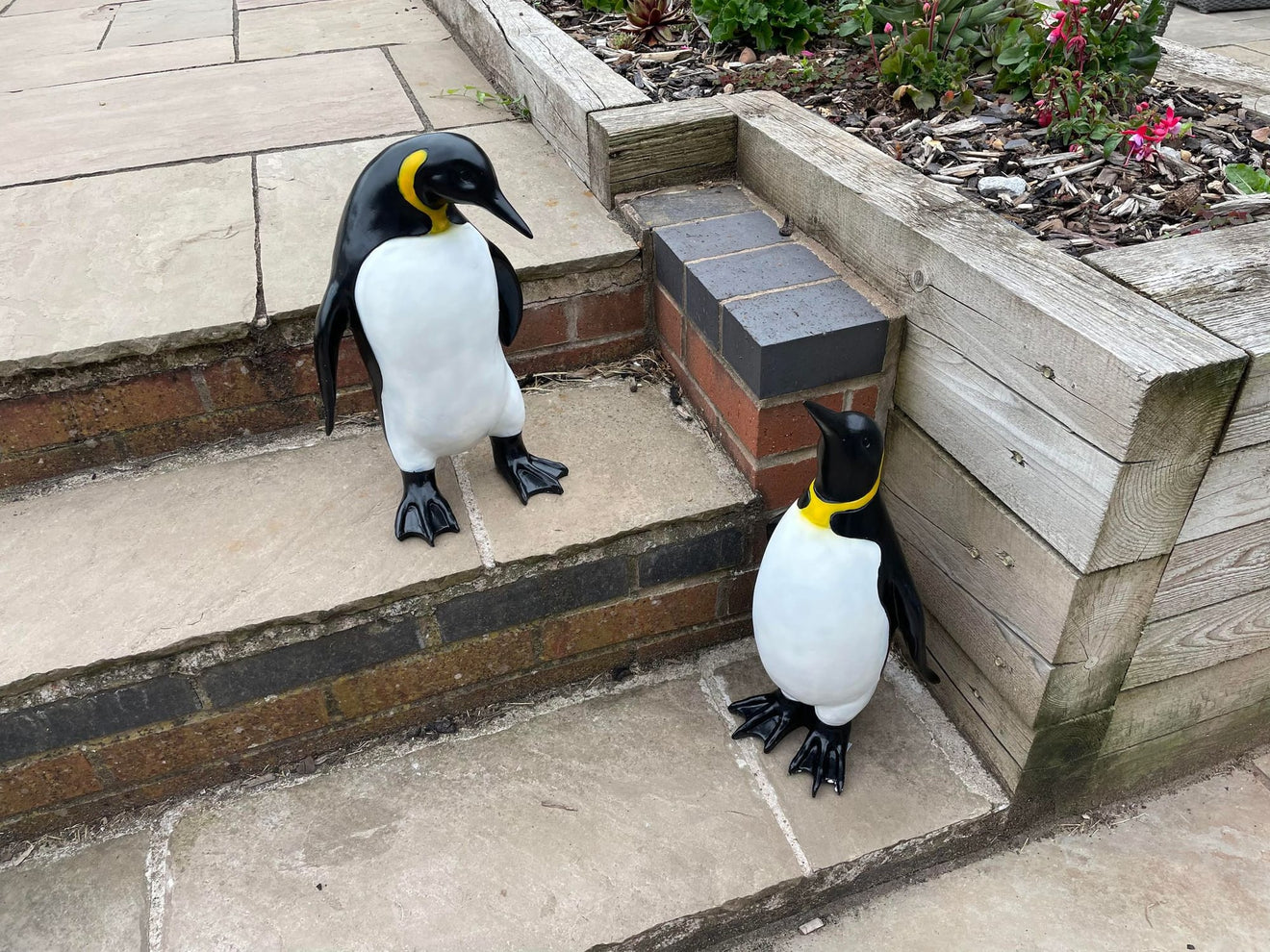 Emperor Penguin's - Backyard Bliss