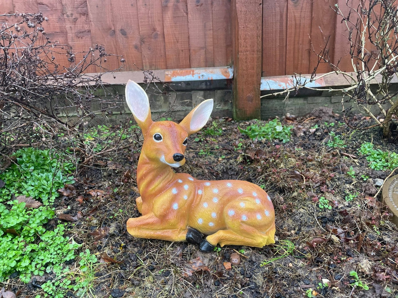 Friendly Fawn - Backyard Bliss