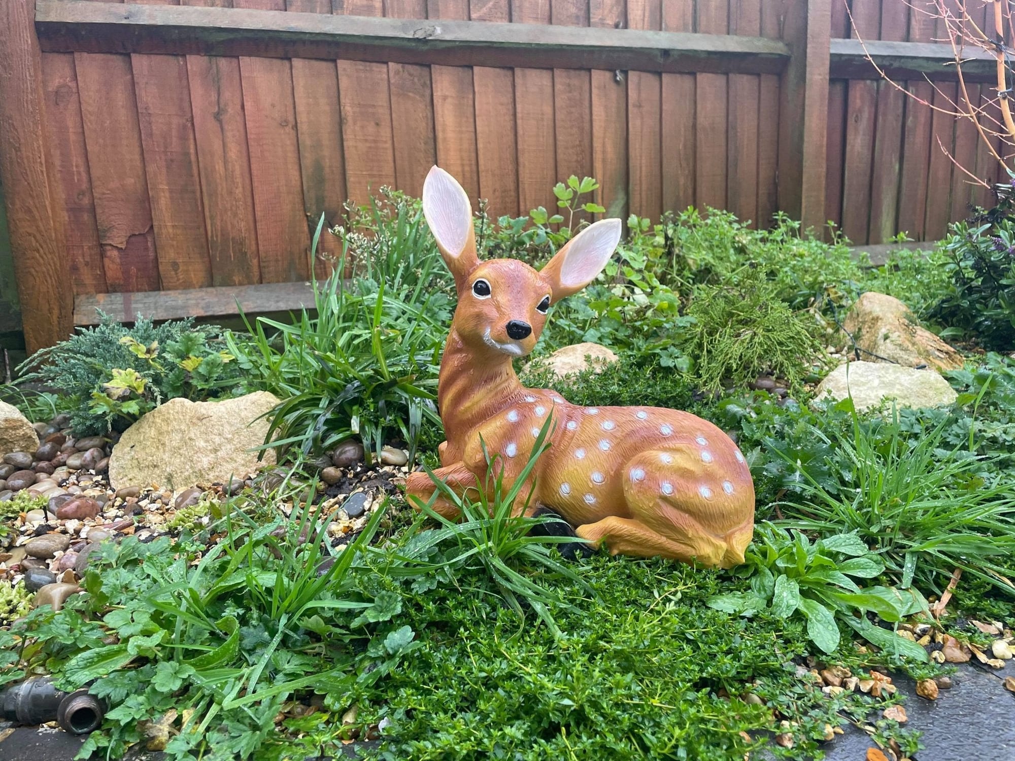 Friendly Fawn - Backyard Bliss