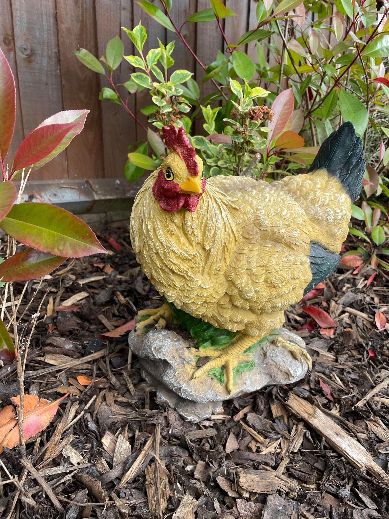 Golden Hen - Backyard Bliss