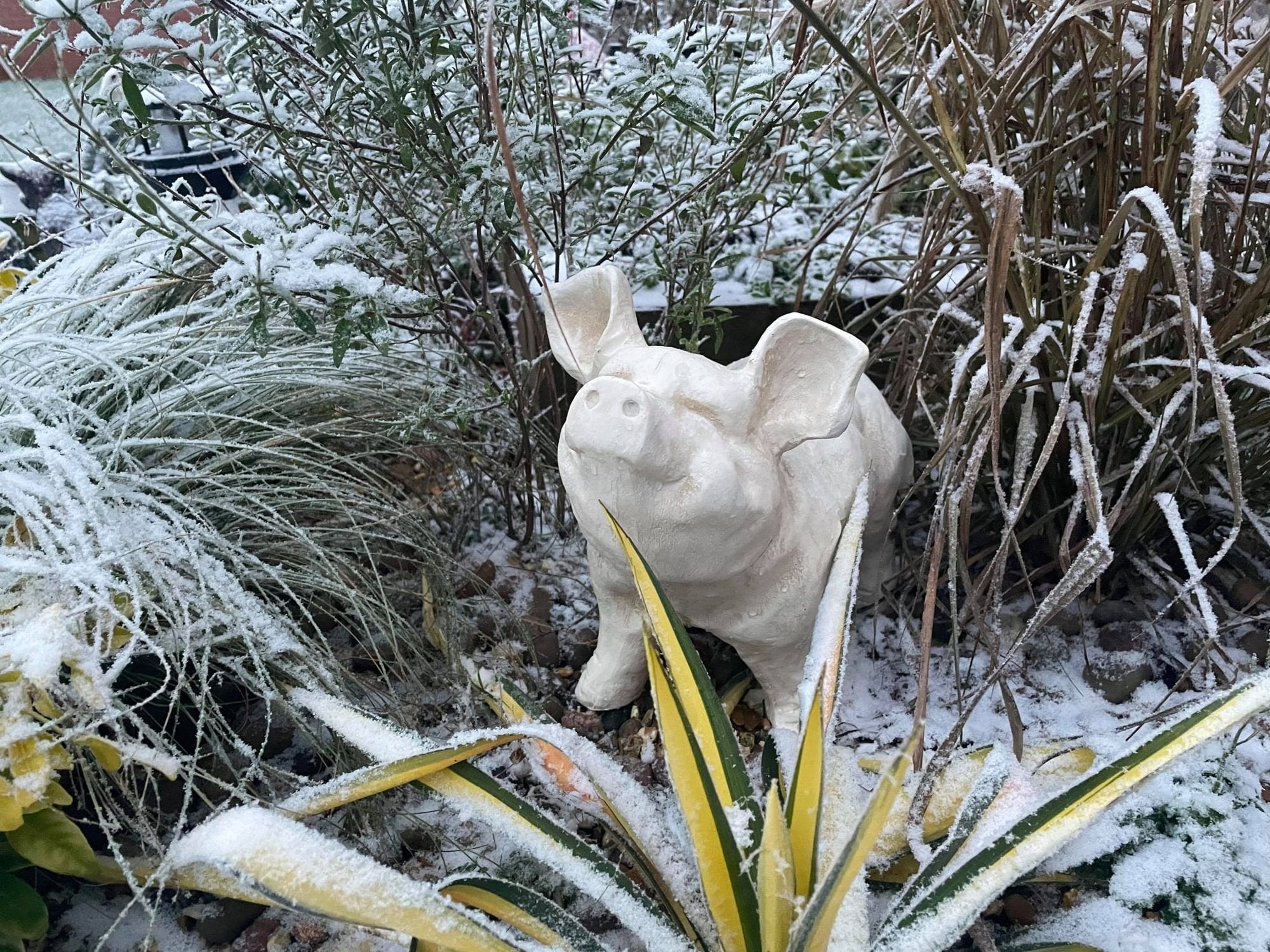 Happy Pig - White - Backyard Bliss
