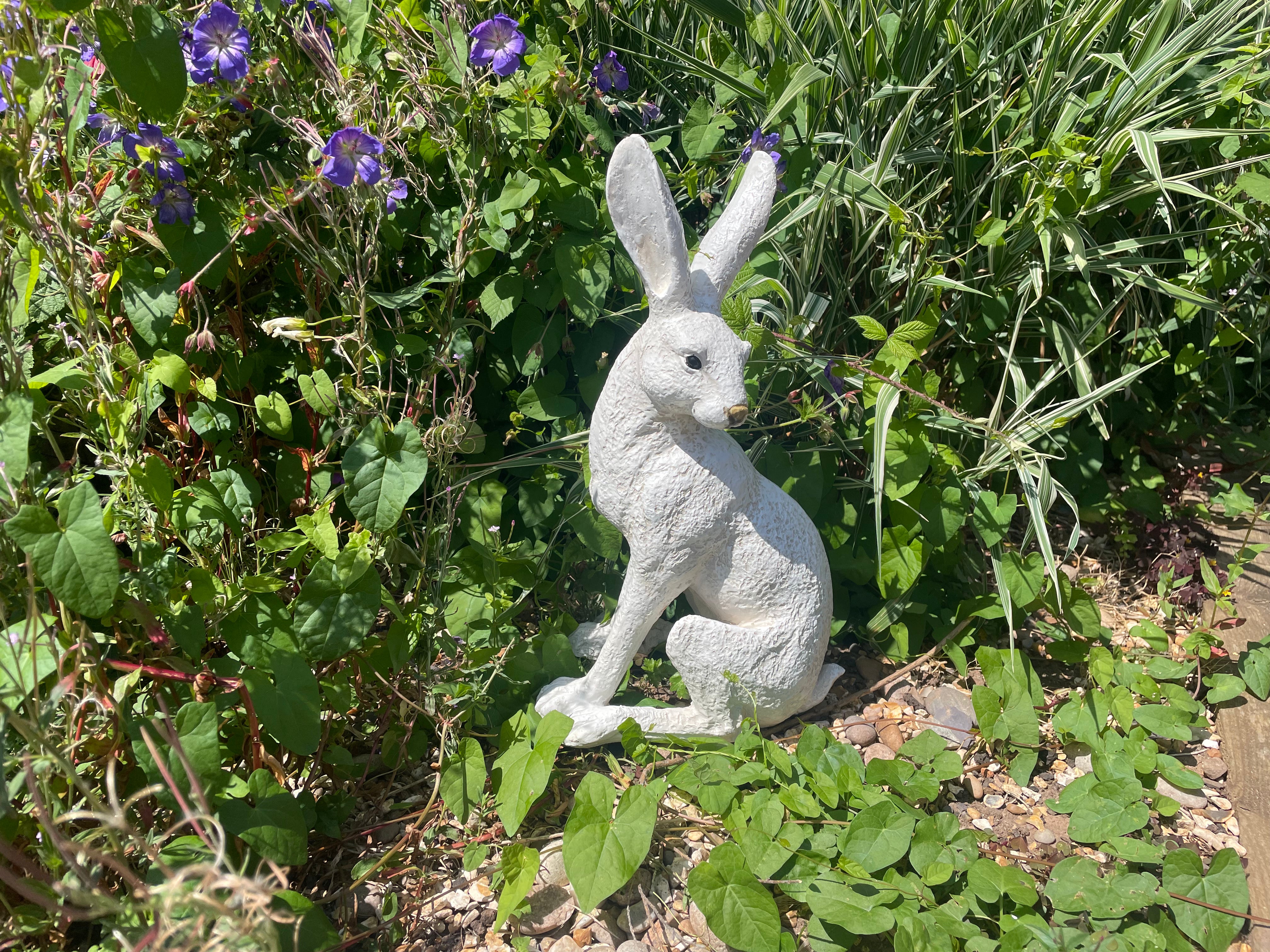 Large White March Hare