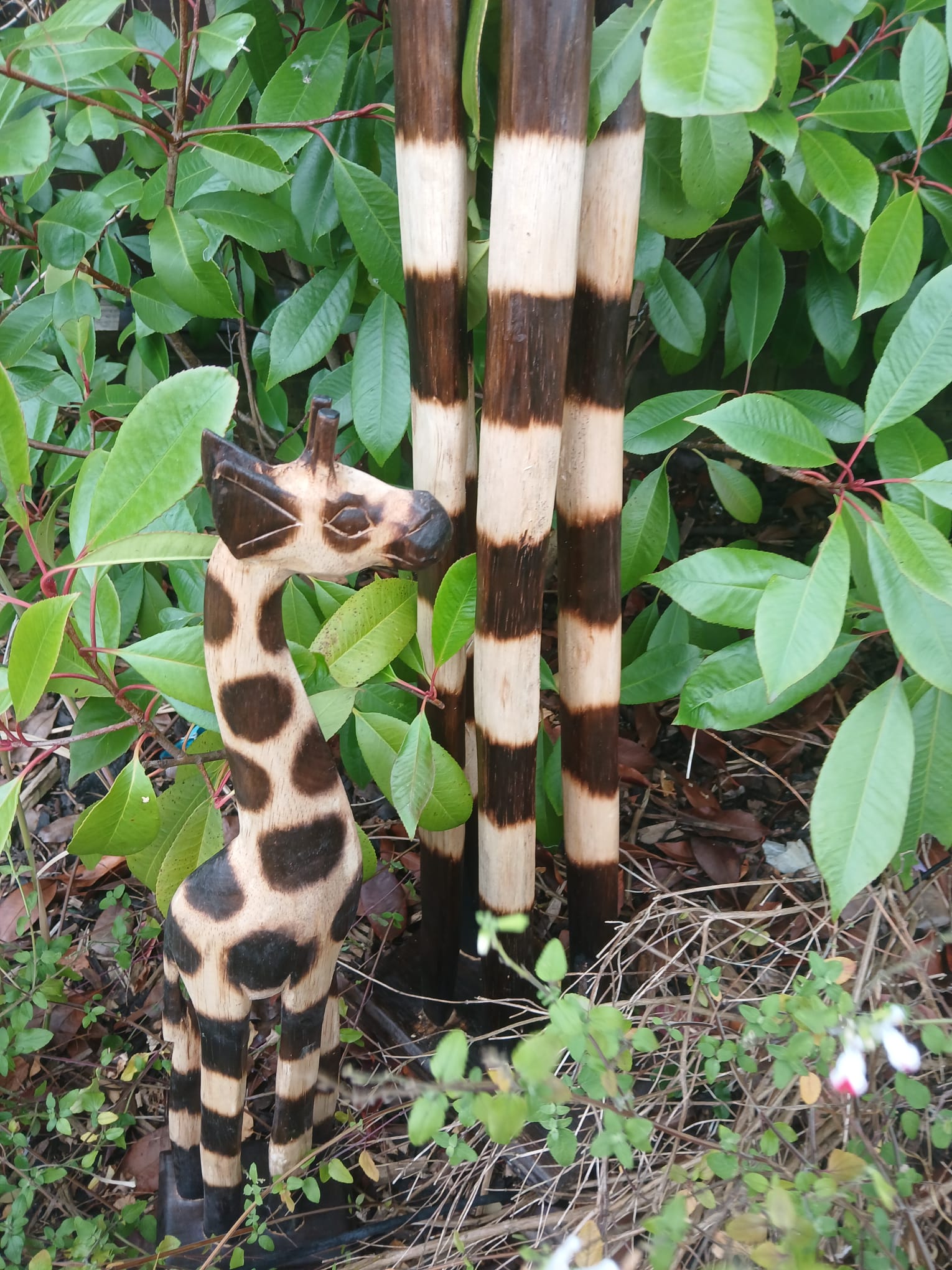 Large Wooden Giraffes - Set of 4 - Backyard Bliss