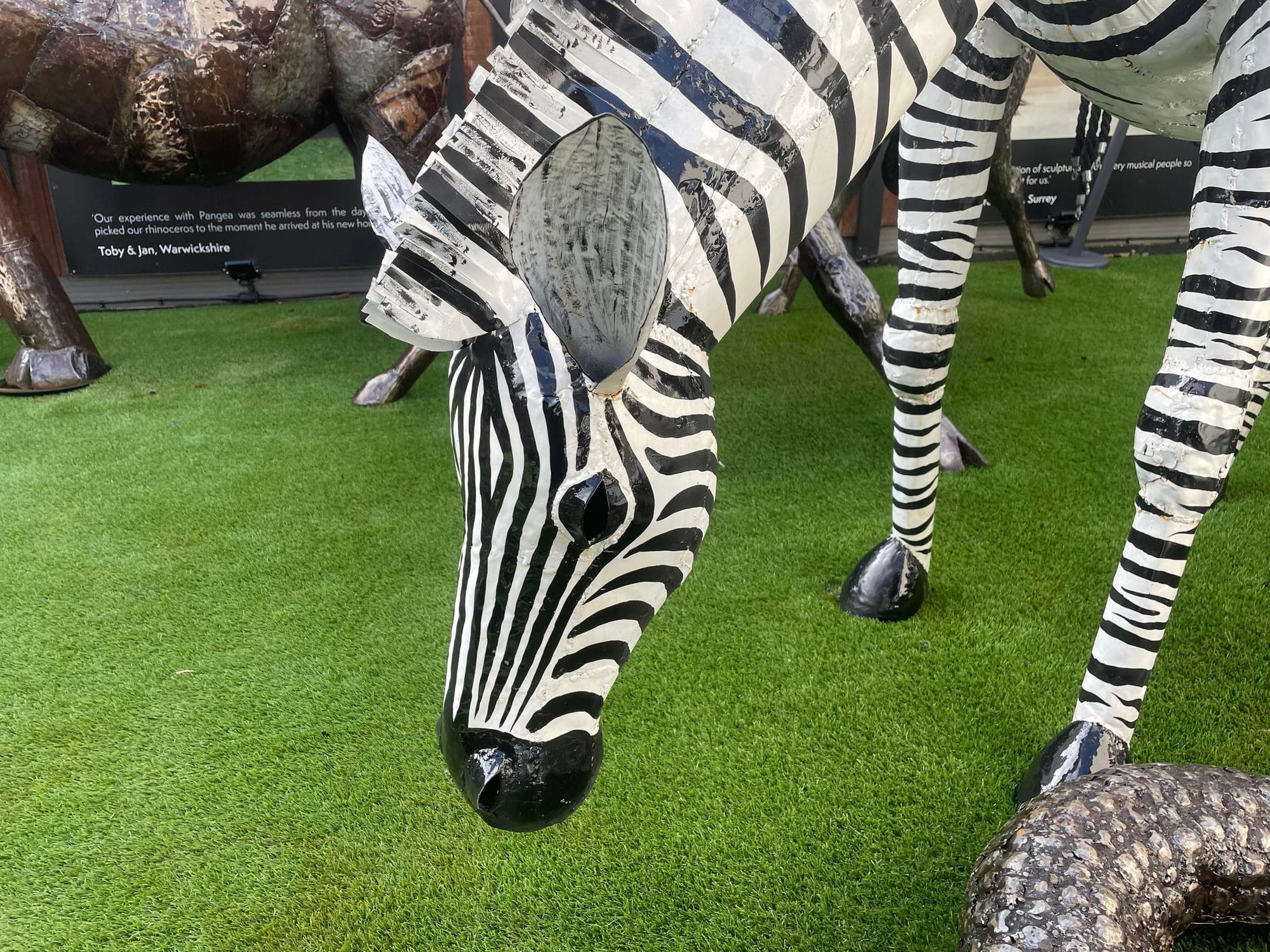 Lifesize Zebra - Backyard Bliss
