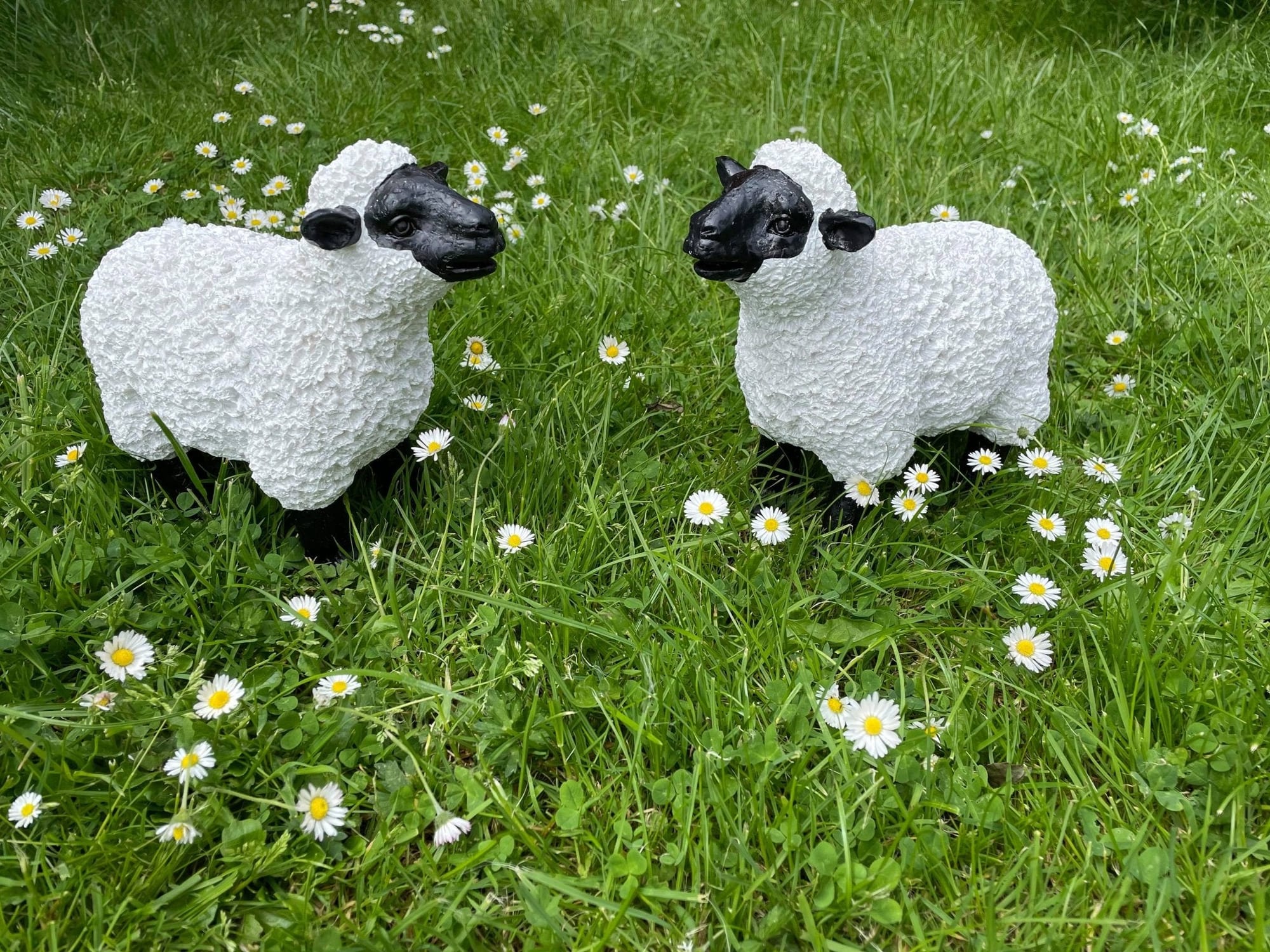 Lovely Lambs - Backyard Bliss
