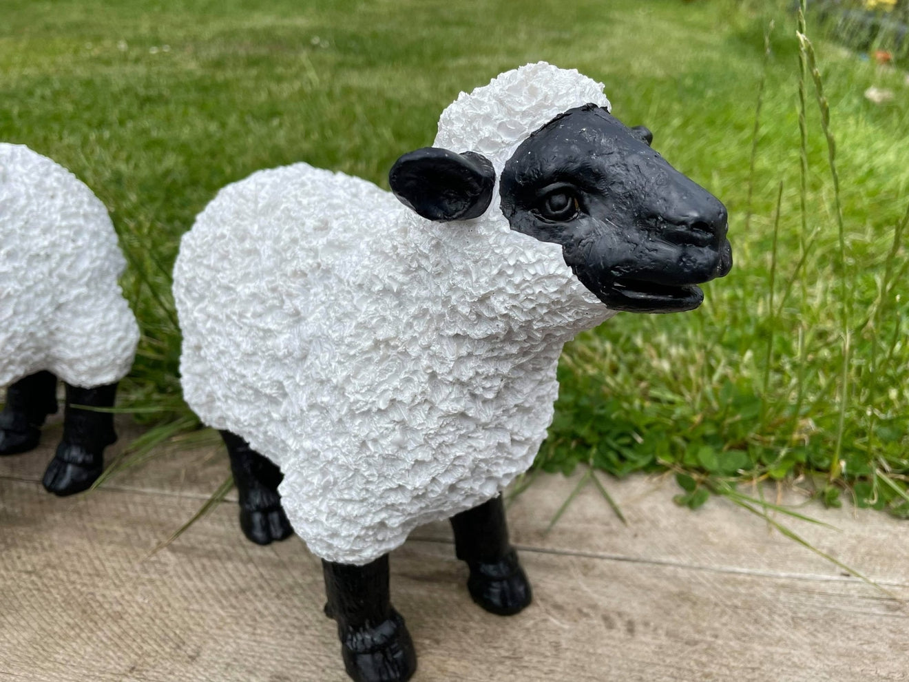 Lovely Lambs - Backyard Bliss