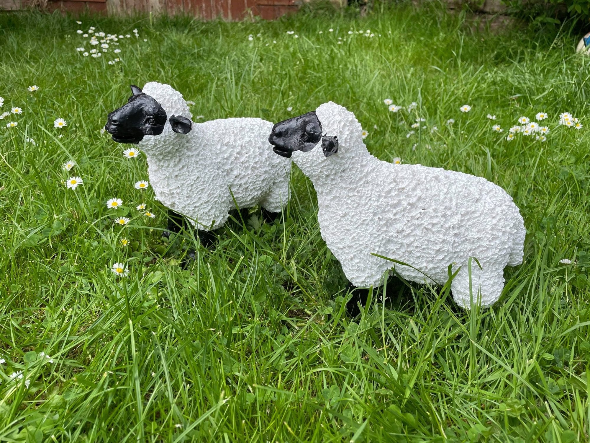 Lovely Lambs - Backyard Bliss