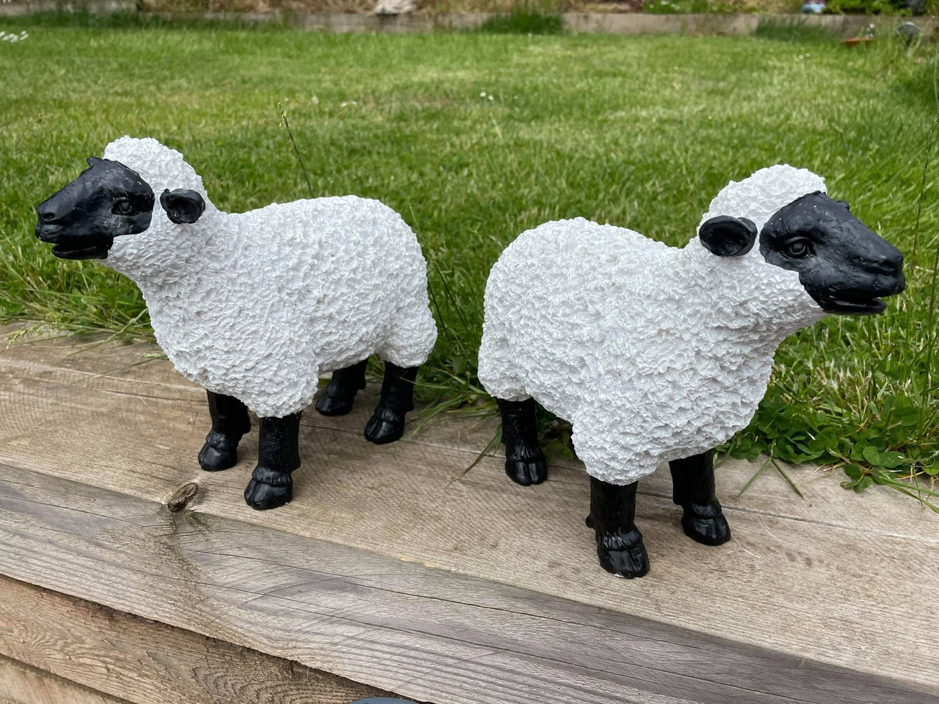 Lovely Lambs - Backyard Bliss