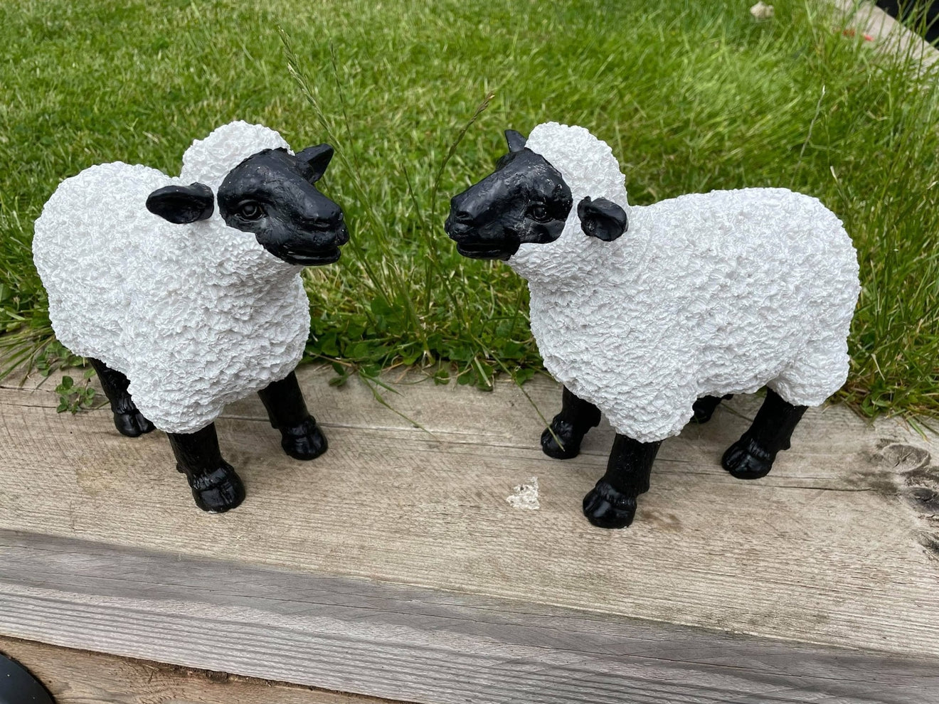 Lovely Lambs - Backyard Bliss