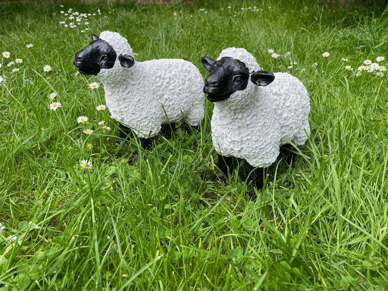 Lovely Lambs - Backyard Bliss