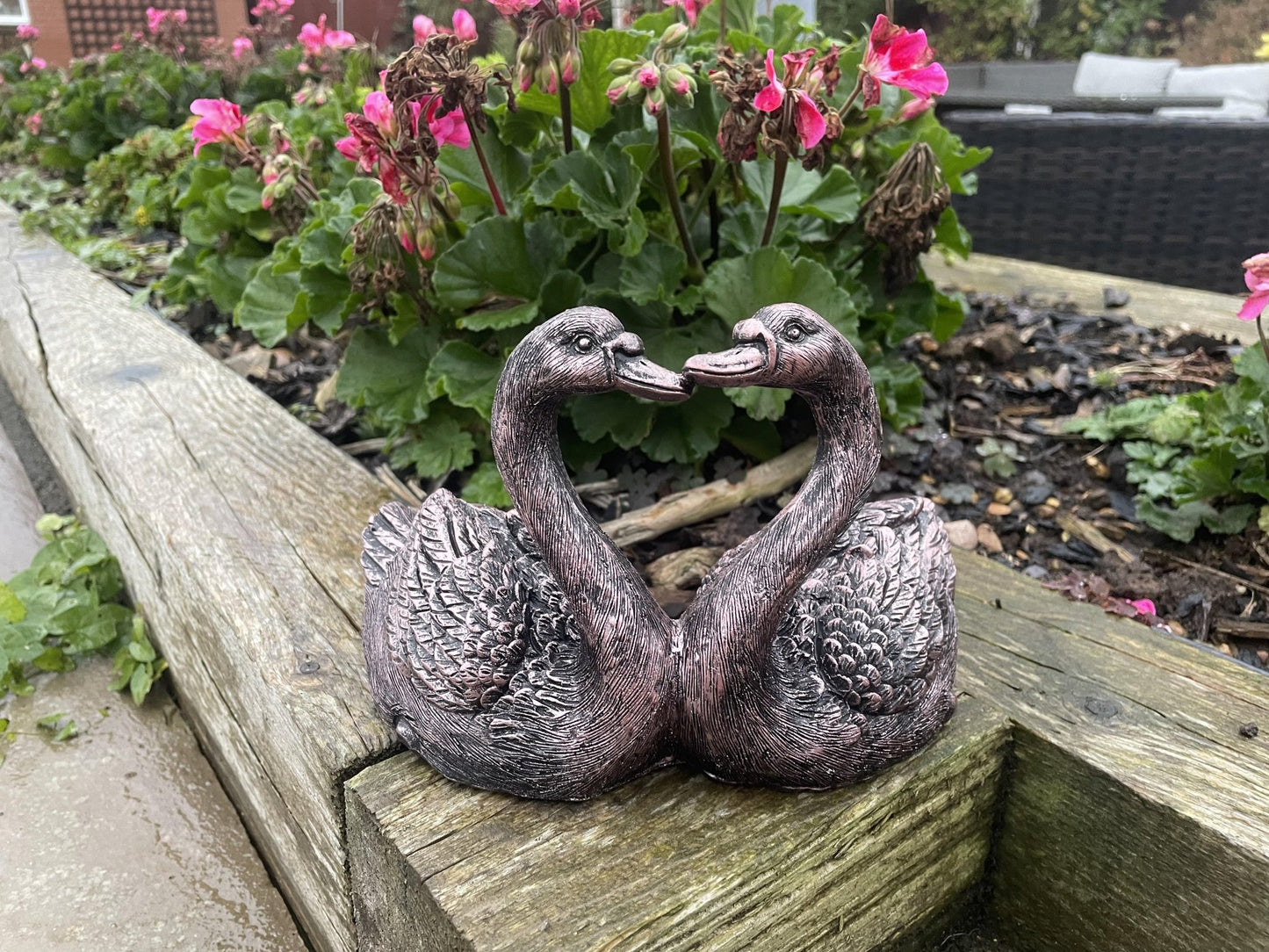 Loving Swan Couple - Backyard Bliss