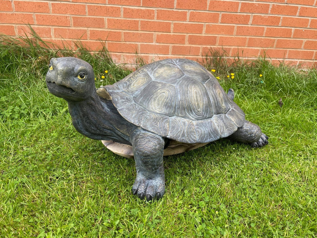 Maximus the Giant Tortoise - Backyard Bliss
