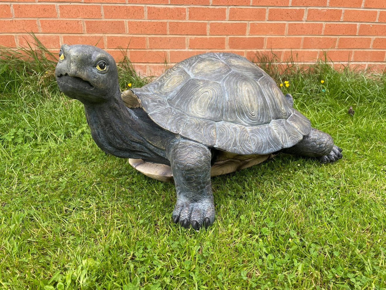 Maximus the Giant Tortoise - Backyard Bliss