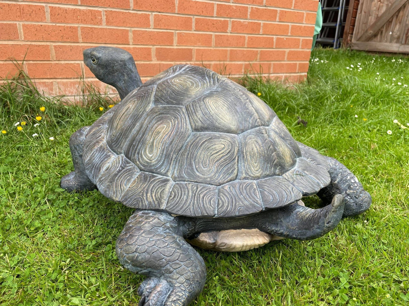 Maximus the Giant Tortoise - Backyard Bliss