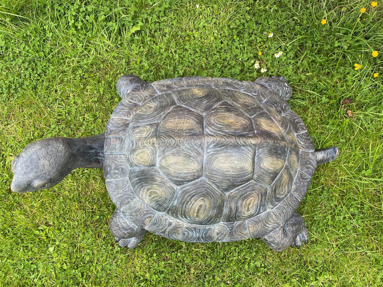 Maximus the Giant Tortoise - Backyard Bliss