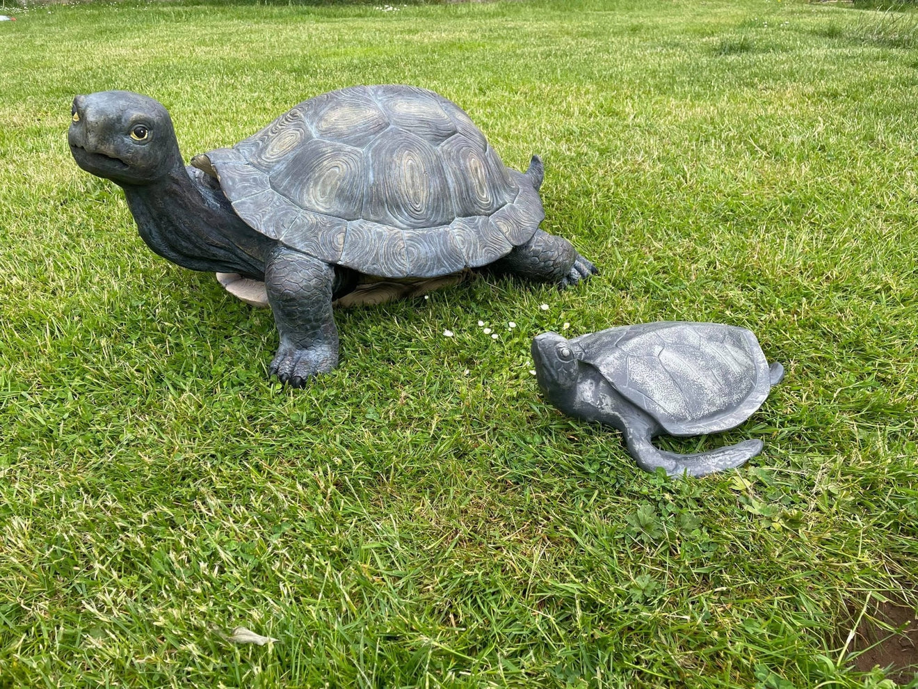 Maximus the Giant Tortoise - Backyard Bliss