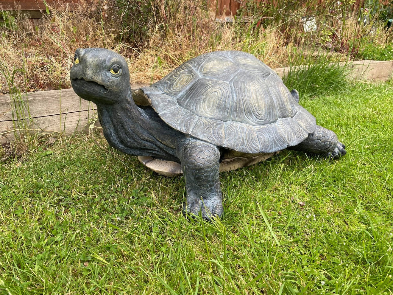 Maximus the Giant Tortoise - Backyard Bliss