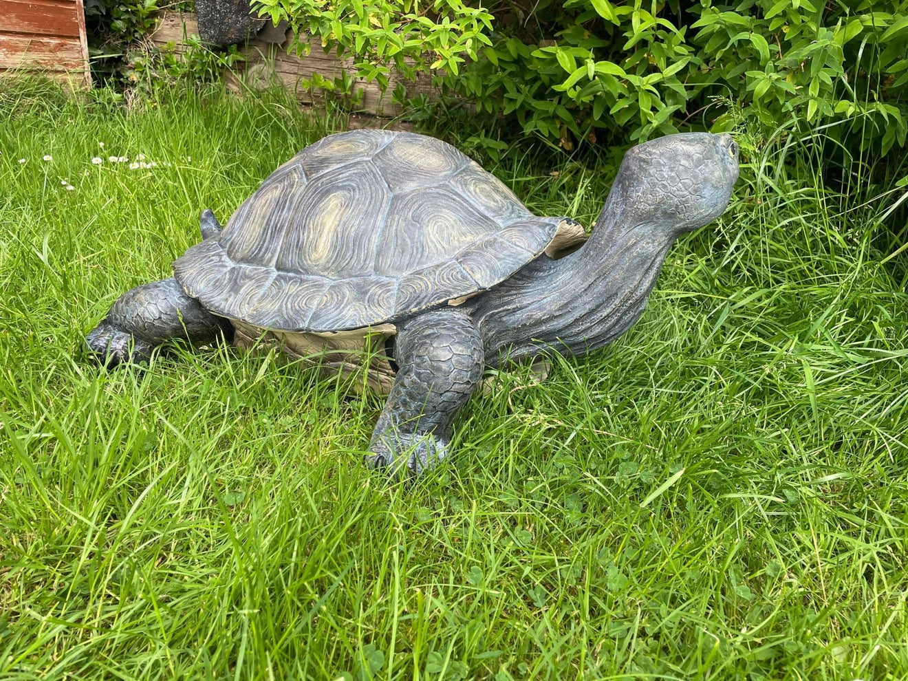 Maximus the Giant Tortoise - Backyard Bliss