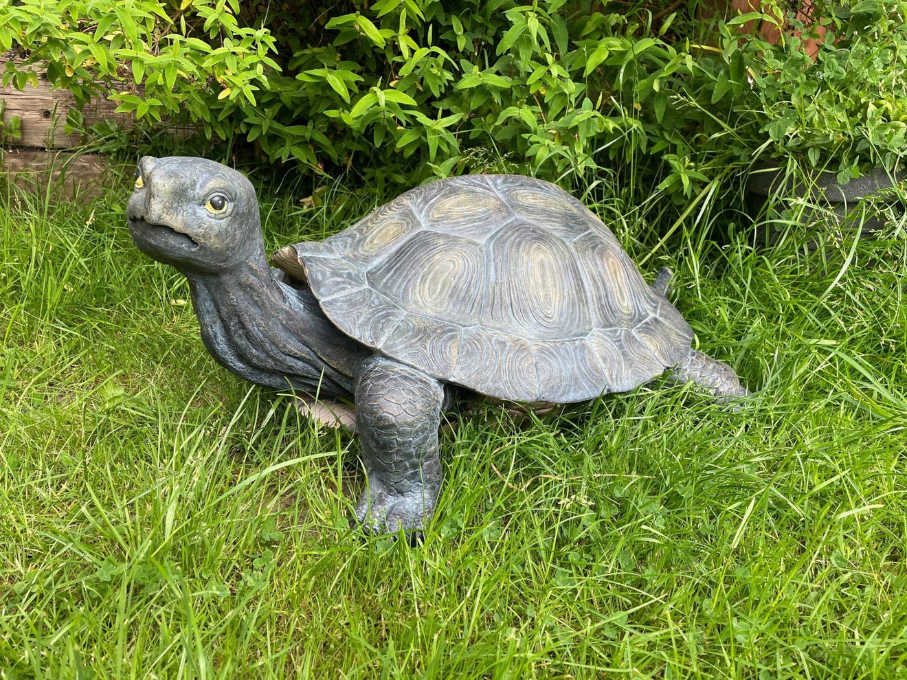 Maximus the Giant Tortoise - Backyard Bliss