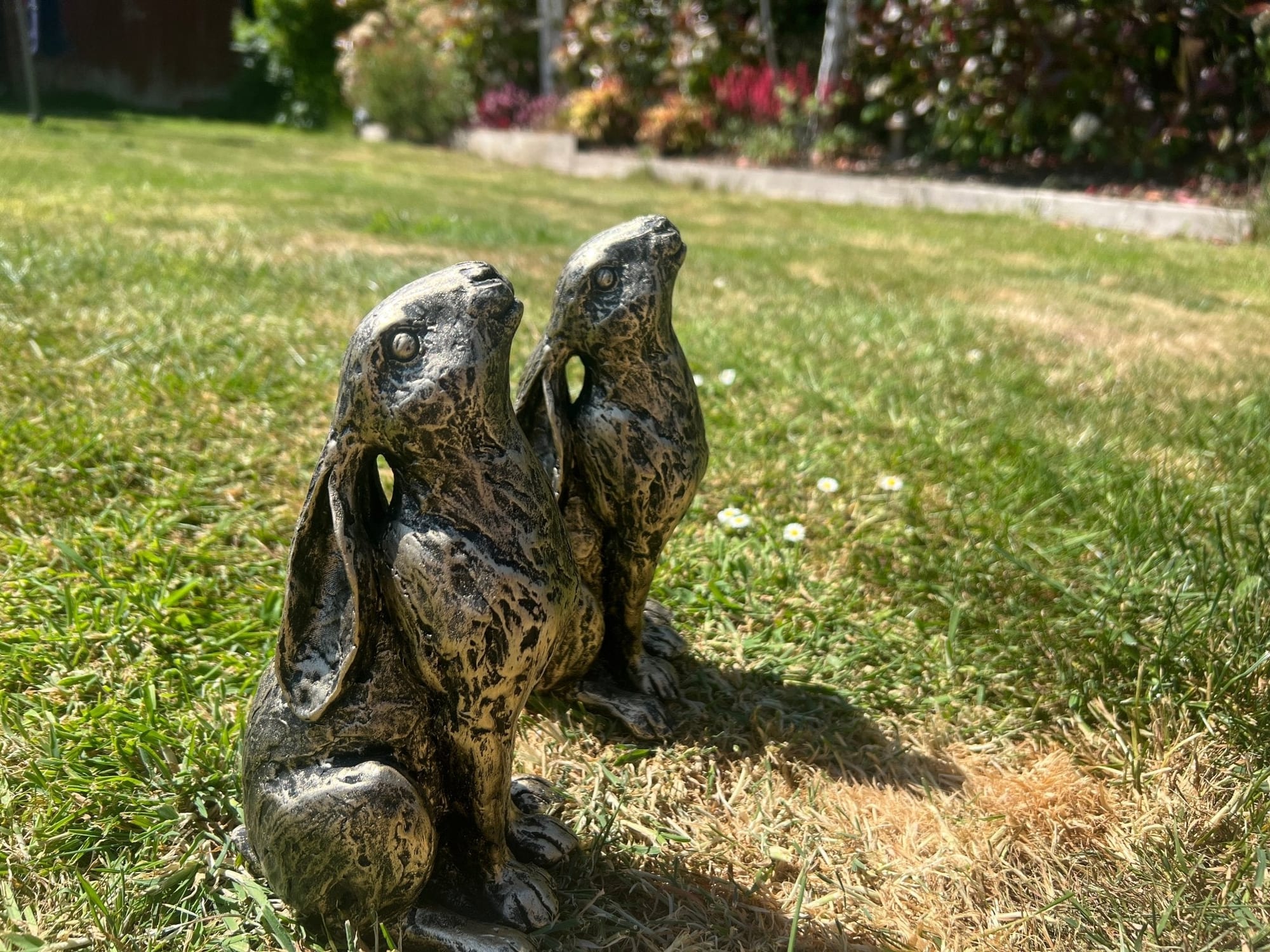 Medium Star Gazer Hares - Backyard Bliss