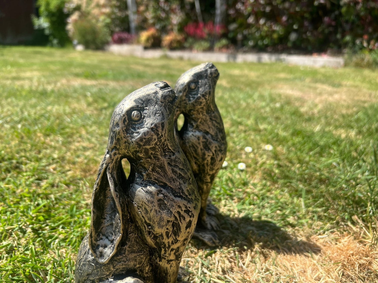 Medium Star Gazer Hares - Backyard Bliss