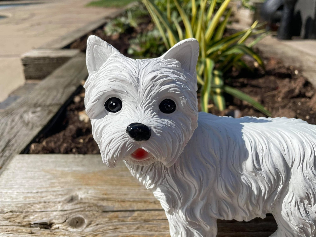 Mini Westies - Backyard Bliss