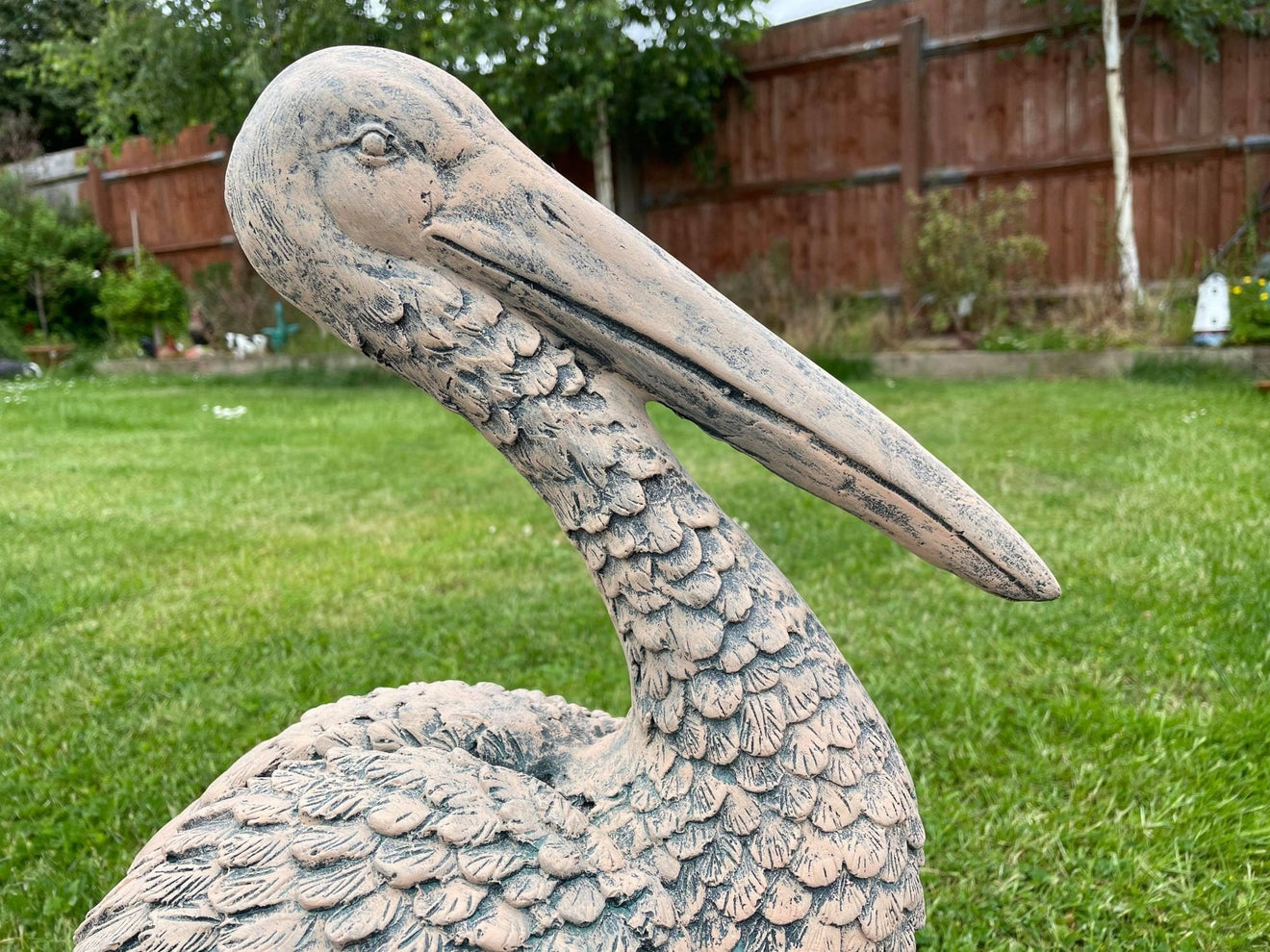Percy the Pellican - Backyard Bliss