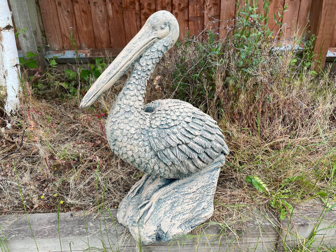 Percy the Pellican - Backyard Bliss