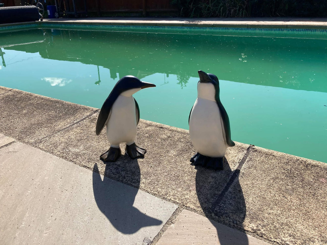 Perky Penguins - Backyard Bliss