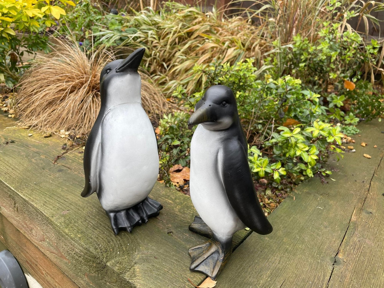 Perky Penguins - Backyard Bliss