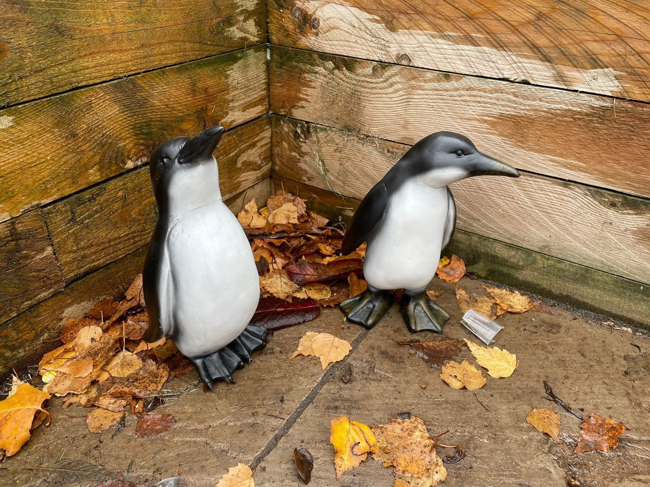Perky Penguins - Backyard Bliss
